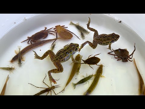 Видео: Рыболовные ловушки, отлов и наблюдение в реках Японии. Лягушки, рыбы и водные насекомые.