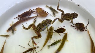 Рыболовные ловушки, отлов и наблюдение в реках Японии. Лягушки, рыбы и водные насекомые.
