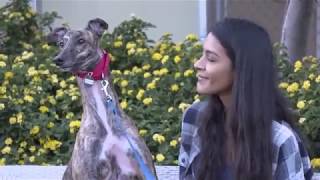 Greyhound Adoption Center Gives Dogs a Second Chance at Life