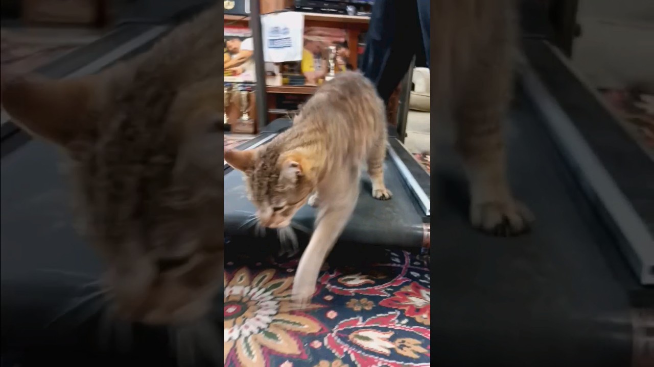 DAWG SAYS I AIN'T DOING NO CARDIO.....IM OLD!! LOL! 