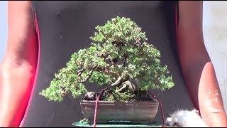 Pinzando shohin de juniperus procumbens nana