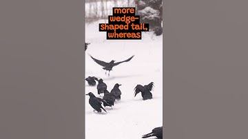 How Are Ravens Different From Crows? | The Wild Animal Facts