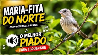 Fêmea de cravina chamando ou Maria fita Tico Tico rei macheando para esquentar o macho 