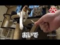 ブラッシングするなら魚をくれ【瀬戸の三毛猫日記】Brushing me? OK, only if you feed me on fish.