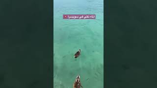 نقاوة الماء في سويسرا ?? chicken  winglake switzerland life rock love 2022 musicvideo ￼