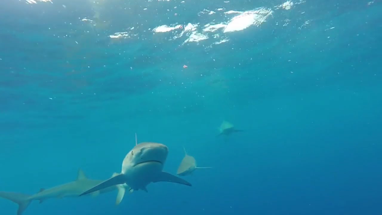 Shark Attack Vlog 5 Oahu Hawaii Shark Encounter North Shore Oahu Hawaii Shark