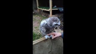 Owl Doesn’t Like Owner Touching Its Foot