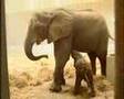 Baby Elephant Born at the Sóstó ZOO (Nyíregyháza, Hungary)