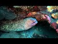 Scuba Diving in Dumaguete | Negros Oriental, Philippines