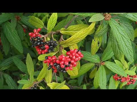 Video: Sort Viburnum