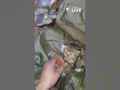 Котик, який живе у посадці - YouTube