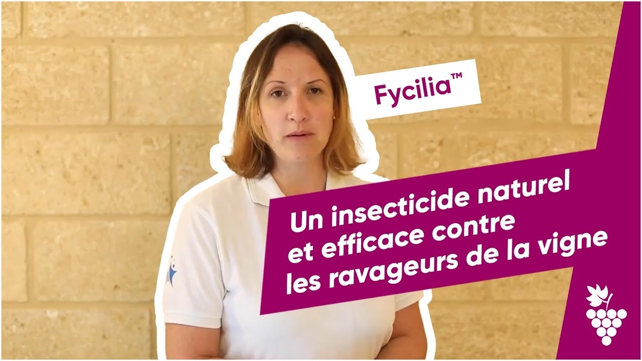 Ravageurs de la vigne : comment lutter contre les tordeuses, pyrales et drosophiles ? | Fycilia™