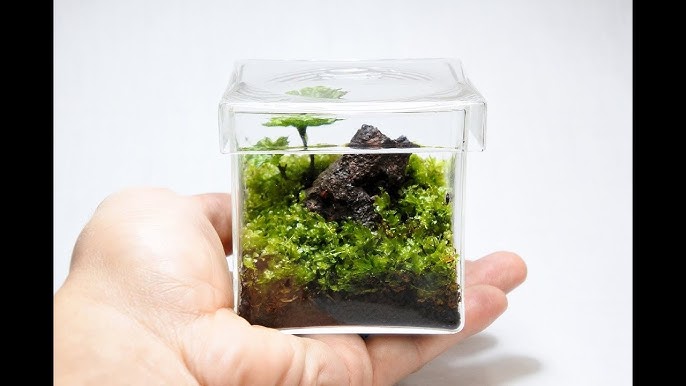 多肉植物のテラリウムの作り方 Fasebookライブ配信録画 23分3秒 花創人ガーデニング教室 Youtube 多肉植物のテラリウムの作り方 Fasebookライブ配信録画 23分3秒 花創人ガーデニング教室 Youtube