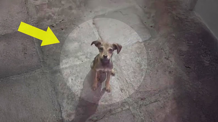 Trembling with Hunger and Fear, the Desperate Puppy Pleads for His Sister's Life