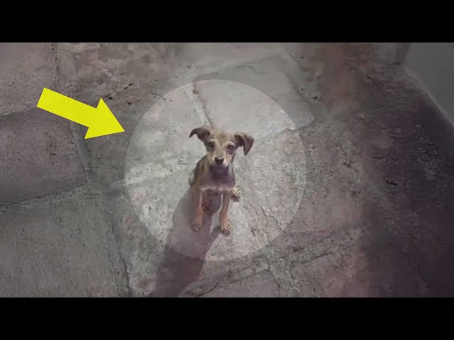 Trembling with Hunger and Fear, the Desperate Puppy Pleads for His Sister's  Life - YouTube