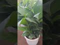 pice lily palnt / Fresh plant# Air purifier Indoor plant#houseplants
