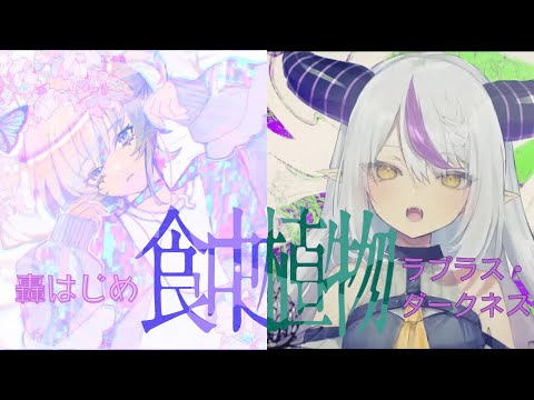 食虫植物 (Carnivorous Plant) - Hololive Covers Mashups (Hajime x Laplus)