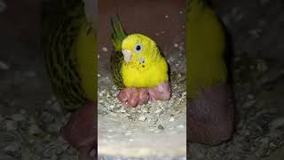 yellow colour bajis parrot first time lay eggs and cheeks #bird #budgies #birdsbirdsbirds