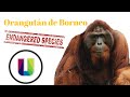 Orangután de Borneo (En peligro de extinción)