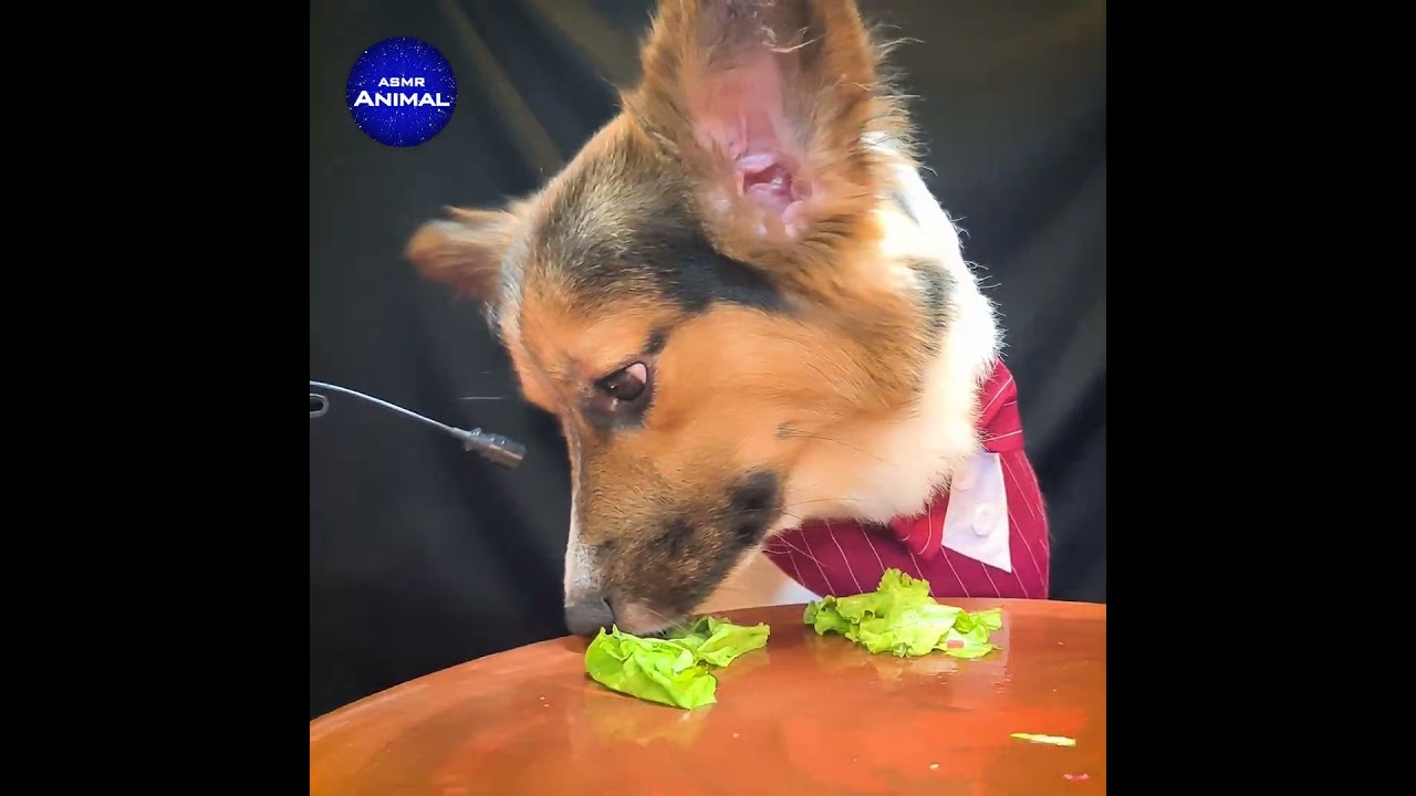 ASMR Corgi Dog Sniffing 