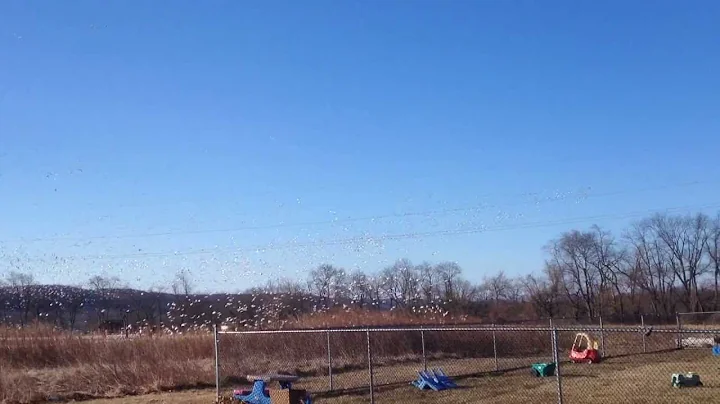 Snow Geese