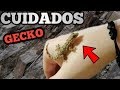 Salamanquesa comun MASCOTA- Como cuidar de una SALAMANQUESA en casa TERRARIO, ALIMENTACIÓN, CUIDADOS