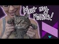 My Kitty Babies!