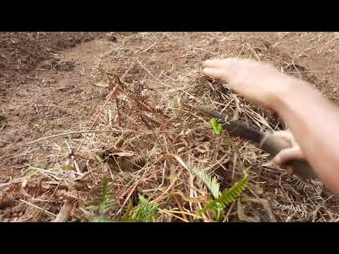 Video: Cara Mulsa Dengan Rumput Untuk Meningkatkan Hasil