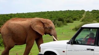 Südafrika - Der Kinofilm - Filmausschnitt - Elefanten haben Vorfahrt
