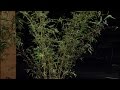 Bamboo Basics | Merredith Jiles |Central Texas Gardener