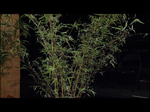 Video: Ist Bambus in Texas invasiv?
