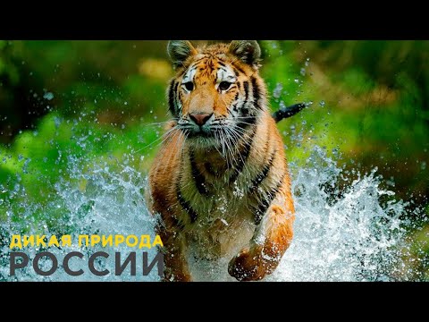 Дикая Природа России Wild Russia E07