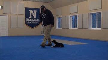 Odis (Miniature Australian Shepherd) Puppy Camp Training Demonstration
