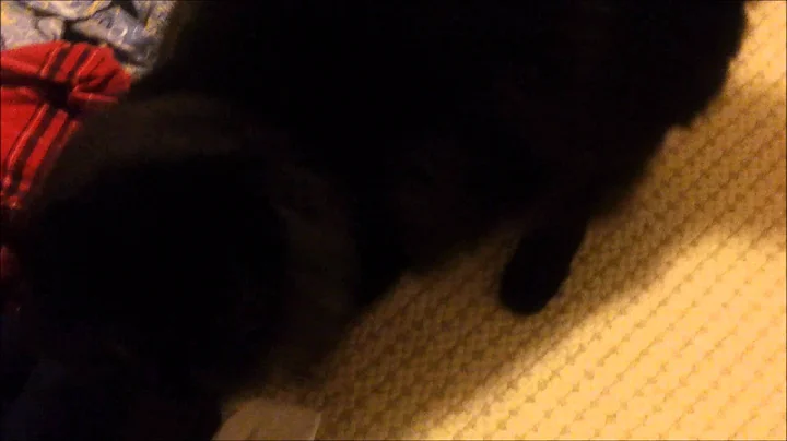 Just My Cat, Again