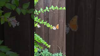 Butterfly let me film so close ? butterfly beautiful nature summer chopin flutter