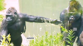 Only Gorilla Daughter Can Calm The Excited Silverback Dad Down | The Shabani's Group
