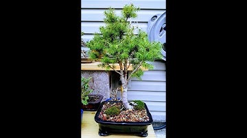 dwarf alberta spruce pt 2 Bonsai trees for beginners