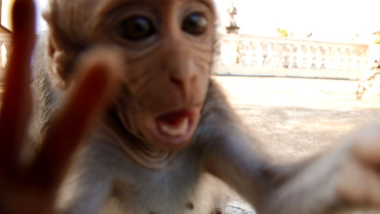 newborn baby girl dresses How Cute Baby !!! Suitable Sitting, Baby Coming Close and Touching Kissing Camera