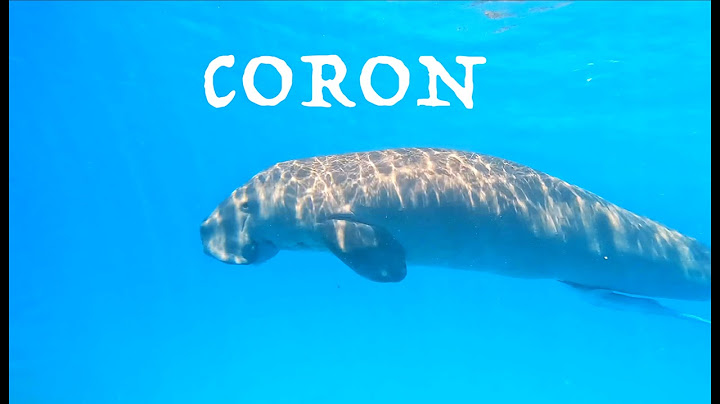 바닷물과 민물이 공존하는 코론(Coron) 여행영상  l🚢 난파선 다이빙(Wreck diving) l 듀공(dugong)