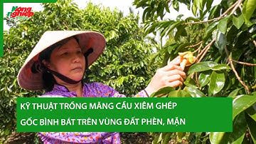 Kỹ thuật trồng mãng cầu Xiêm ghép gốc bình bát trên vùng đất phèn, mặn