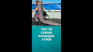 Топ 10 Самых Больших Угрей В Мире #Шортс #Угорь #Мурена #Интересное #Топ10 #Shorts #Комарик