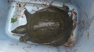 すっぽん亀の飼育②【水替え＆餌用の小赤金魚】