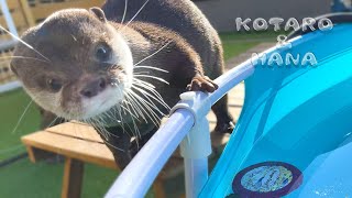 突然プールがスケートリンクになってて驚くカワウソ Otters Are Surprised by the Frozen Pool
