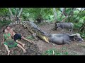 Primitive Technology: Cooking Crocodile - Survival in the forest meet Big Crocodile vs Buffalo