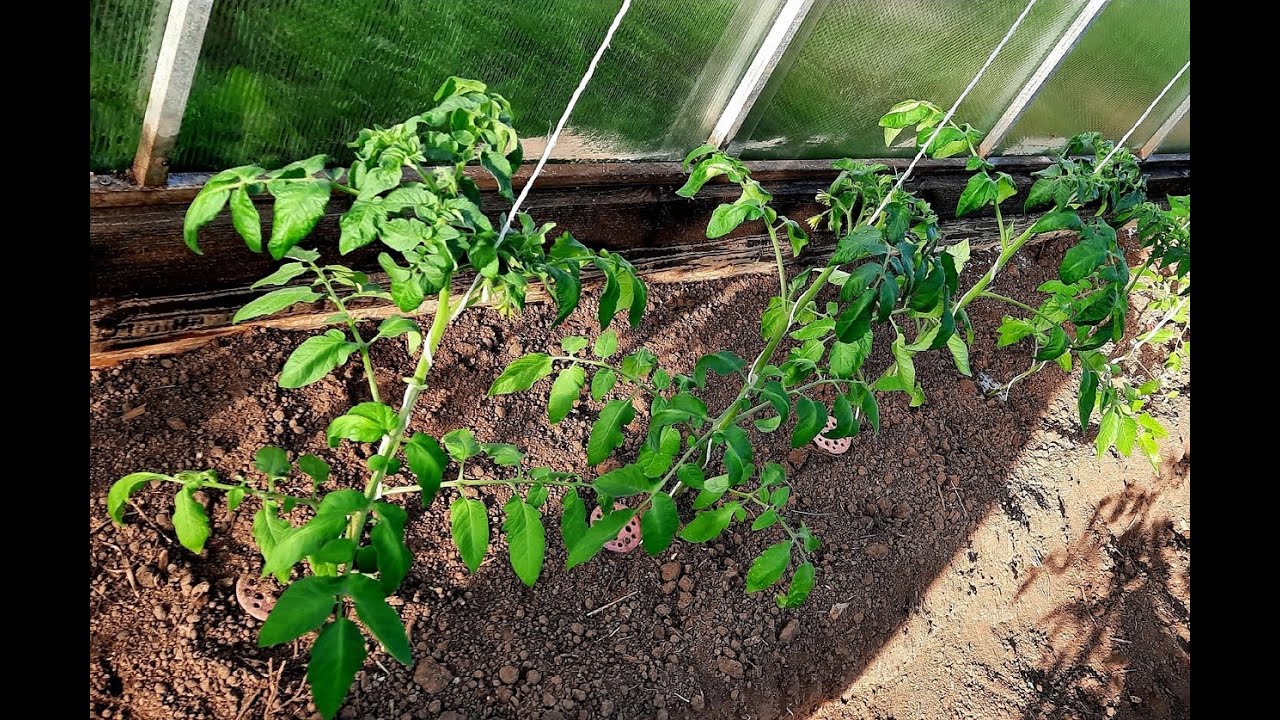 Подвязка ТОМАТОВ Просто и Быстро 🍅💯 Способ для Ленивых 📌ВИШНЯ - наша ...