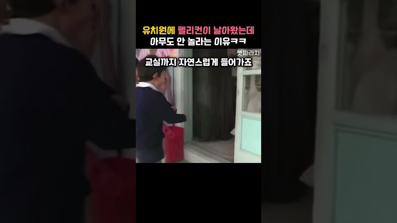 유치원에 펠리컨이 날아왔는데 아무도 안 놀라는 이유ㅋㅋ #동물 #펠리컨