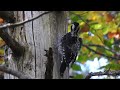 Three-toed Woodpeckers drumming in the autumn