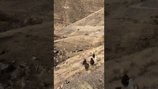 [PointFOOTAGE] Animals - Goats black white herd walking hillside - FS - 9340149