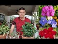 10 plantas en floración en mi jardín (del reto mitopflor)