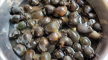  Mẹo Hay / Ngâm ốc bằng nước này nhanh sạch bùn nhớt ,cách nhất biết ốc ngộp chính sát 100%